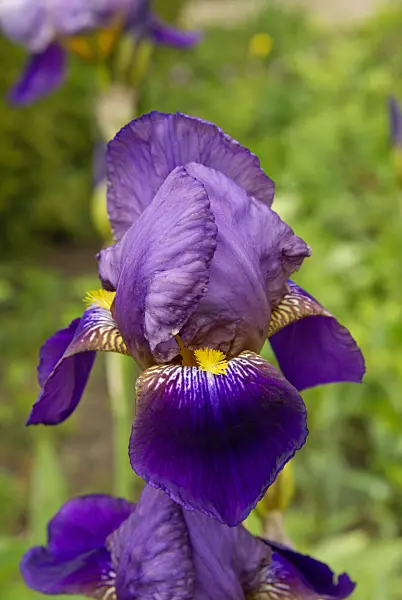 452137 - Bearded iris (Iris barbata)