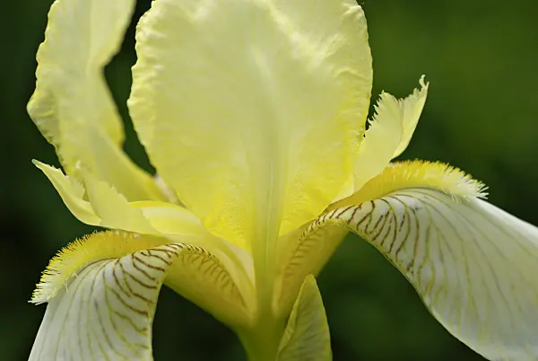 452139 - Bearded iris (Iris barbata)