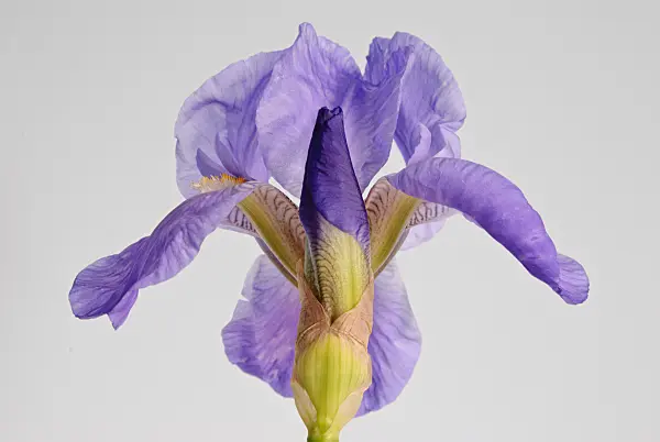 488159 - Bearded iris (Iris barbata)