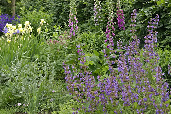 452127 - Bearded iris (Iris barbata), common foxglove (Digitalis purpurea) and sage (Salvia)