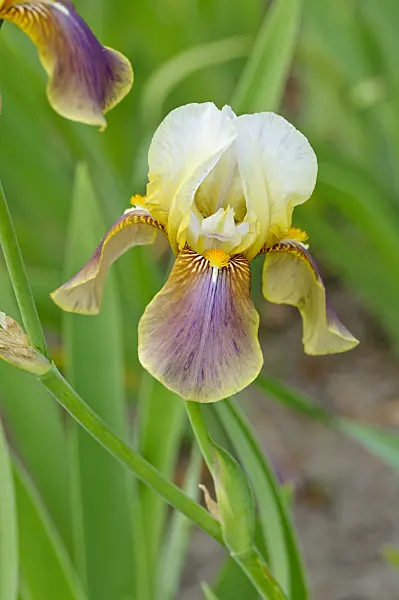 472290 - Bearded iris (Iris barbata elatior)