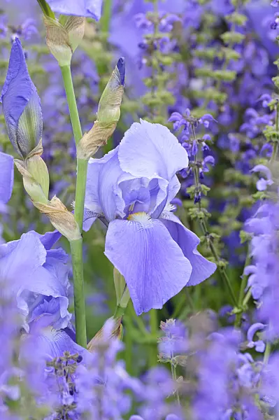 472300 - Bearded iris (Iris barbata elatior) and sage (Salvia)