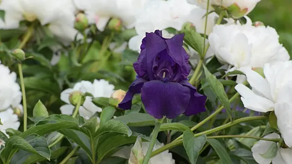 496329 - Bearded iris (Iris barbata elatior) and white peony (Paeonia lactiflora)