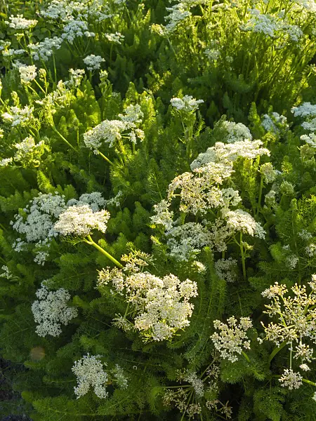 425052 - Bearwort (Meum athamanticum)