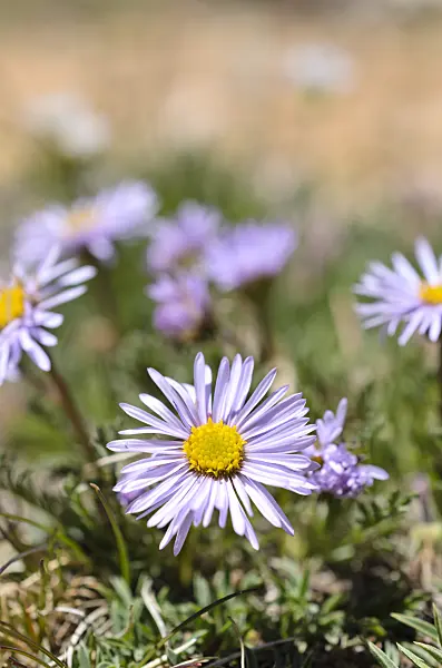 508373 - Beautiful fleabane (Erigeron formosissimus)
