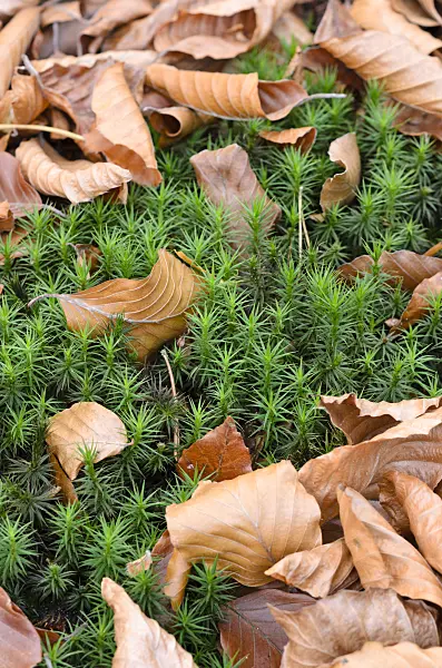 525447 - Beautiful hair moss (Polytrichum formosum)