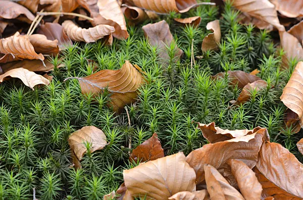 525452 - Beautiful hair moss (Polytrichum formosum)