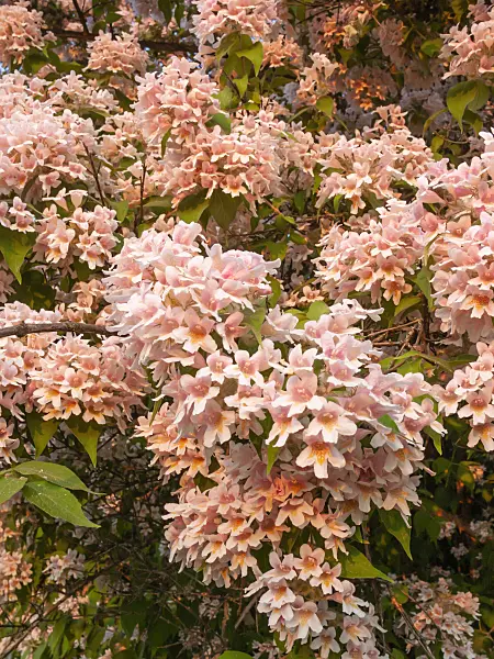 402010 - Beauty bush (Kolkwitzia amabilis)