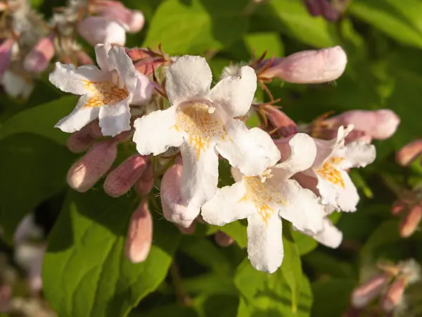 425097 - Beauty bush (Kolkwitzia amabilis)