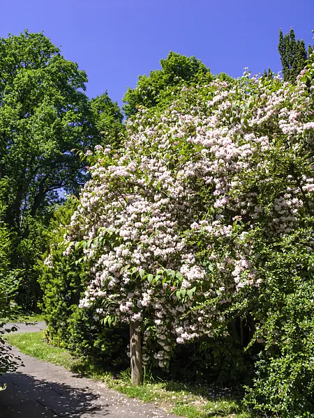 460125 - Beauty bush (Kolkwitzia amabilis)
