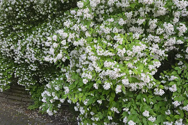 472393 - Beauty bush (Kolkwitzia amabilis)