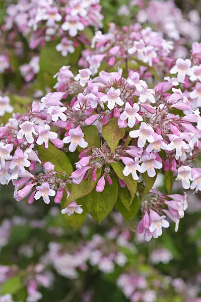 485023 - Beauty bush (Kolkwitzia amabilis)