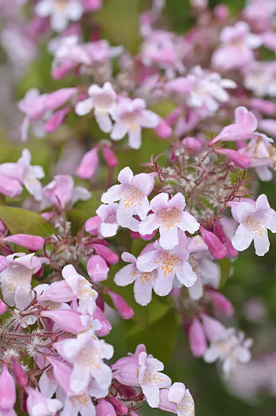 485025 - Beauty bush (Kolkwitzia amabilis)