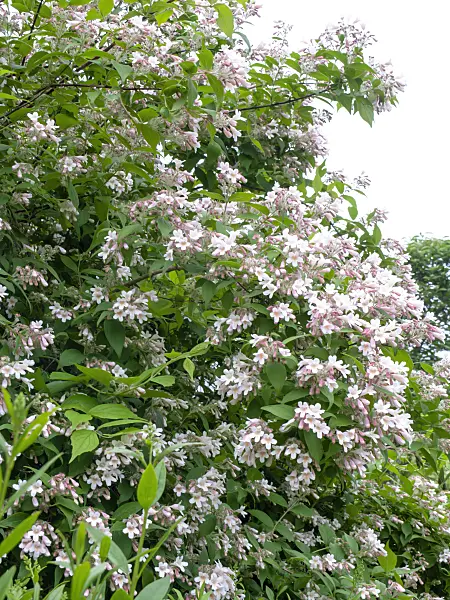 485150 - Beauty bush (Kolkwitzia amabilis)