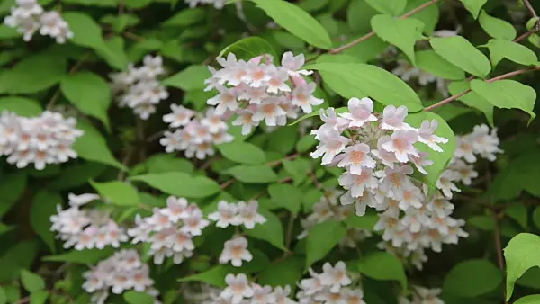 496321 - Beauty bush (Kolkwitzia amabilis)