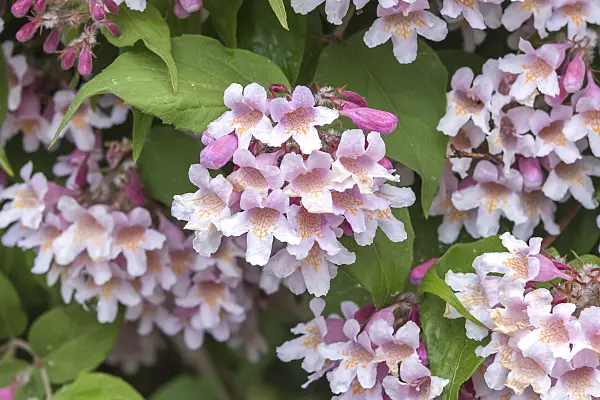 638139 - Beauty bush (Kolkwitzia amabilis)