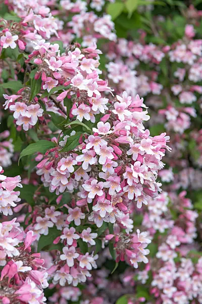 664220 - Beauty bush (Kolkwitzia amabilis 'Rosea')