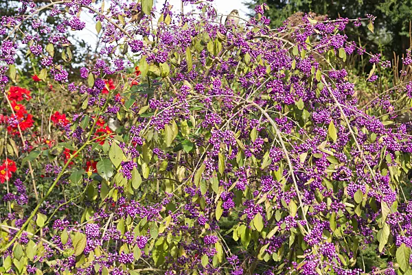 609050 - Beautyberry (Callicarpa)
