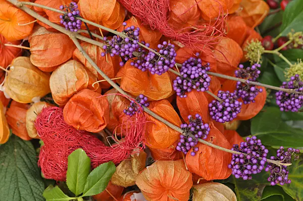 477057 - Beautyberry (Callicarpa) and Chinese lantern (Physalis alkekengi)