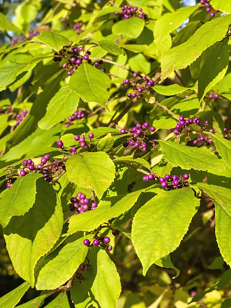 430096 - Beautyberry (Callicarpa x shirasawana)