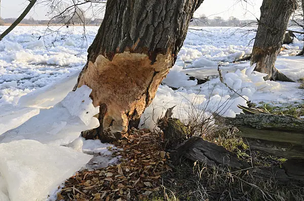 529020 - Beaver cut tree at frozen Oder River, Lower Oder Valley National Park, Germany