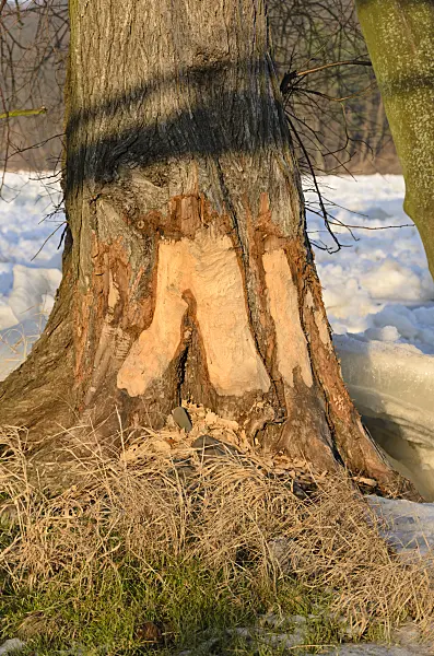 529023 - Beaver cut tree at frozen Oder River, Lower Oder Valley National Park, Germany