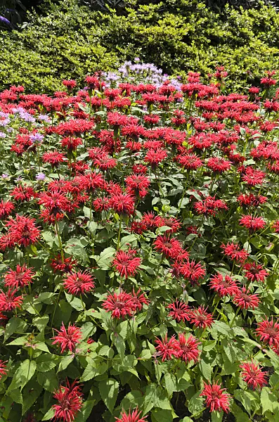 498226 - Bee balm (Monarda)