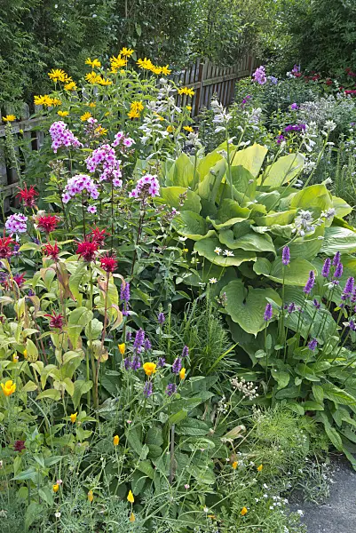546035 - Bee balm (Monarda), garden phlox (Phlox paniculata), false sunflower (Heliopsis helianthoides), plantain lily (Hosta) and wood betony (Betonica officinalis syn. Stachys officinalis)