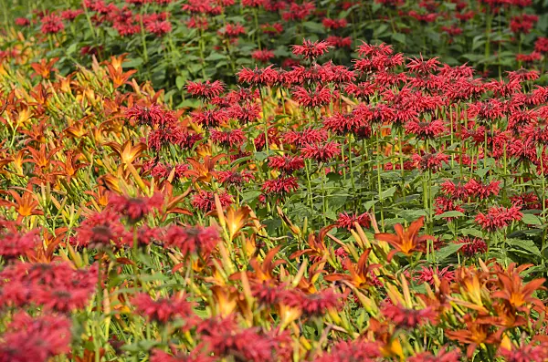 498231 - Bee balms (Monarda) and day lilies (Hemerocallis)