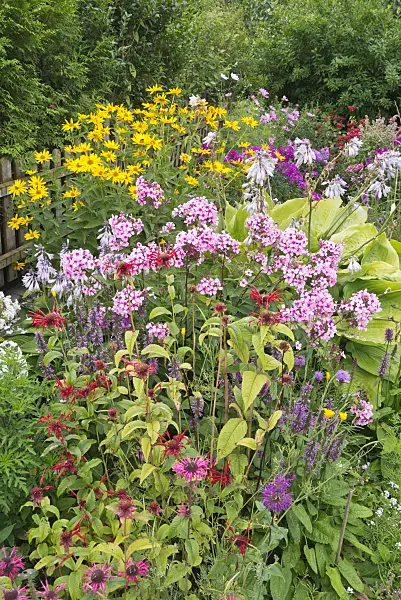 546058 - Bee balms (Monarda), betonies (Betonica), phlox (Phlox), plantain lilies (Hosta) and false sunflowers (Heliopsis)