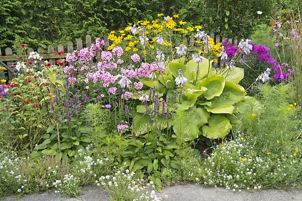 546059 - Bee balms (Monarda), betonies (Betonica), phlox (Phlox), plantain lilies (Hosta) and false sunflowers (Heliopsis)