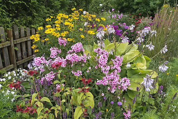 546062 - Bee balms (Monarda), betonies (Betonica), phlox (Phlox), plantain lilies (Hosta) and false sunflowers (Heliopsis)