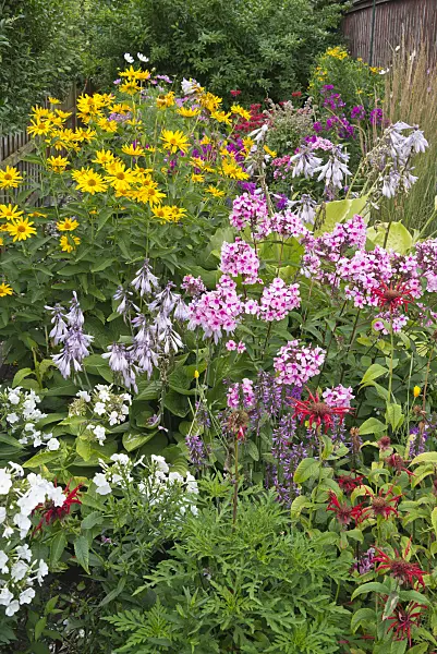 546063 - Bee balms (Monarda), betonies (Betonica), phlox (Phlox), plantain lilies (Hosta) and false sunflowers (Heliopsis)