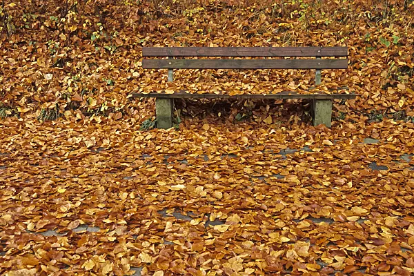 432078 - Beech forest with bench