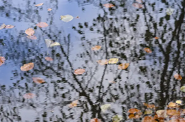 525445 - Beech leaves in the water