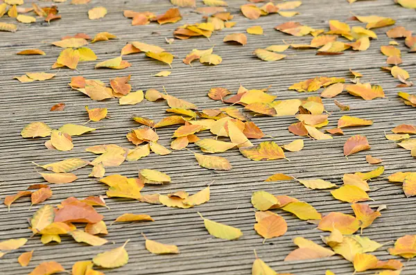 525235 - Beech leaves on a decking area