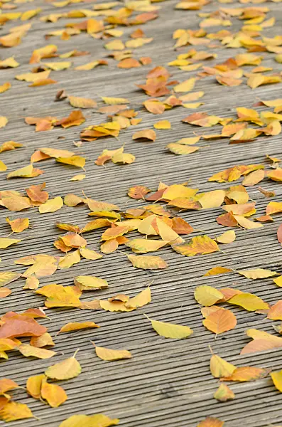 525236 - Beech leaves on a decking area