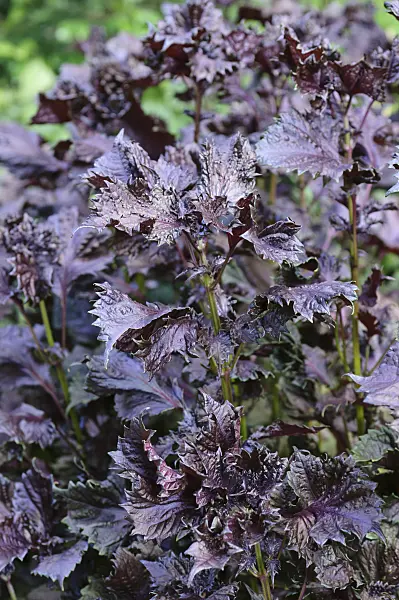 487156 - Beefsteak plant (Perilla frutescens var. nankinensis)