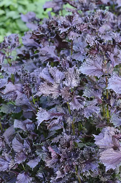 487157 - Beefsteak plant (Perilla frutescens var. nankinensis)
