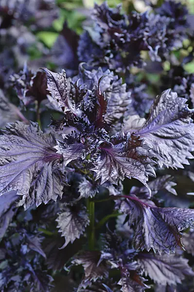 487158 - Beefsteak plant (Perilla frutescens var. nankinensis)