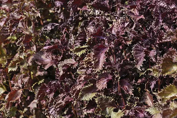 488116 - Beefsteak plant (Perilla frutescens var. nankinensis)