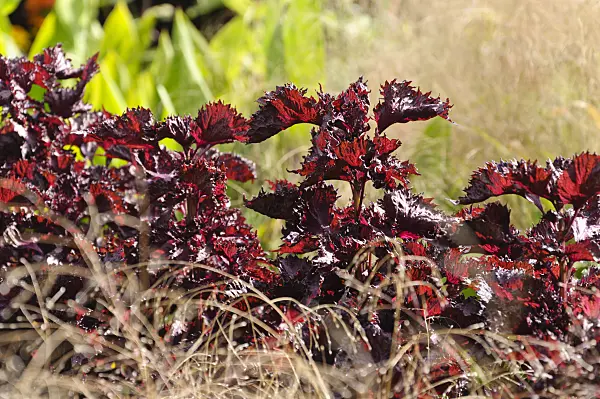 488117 - Beefsteak plant (Perilla frutescens var. nankinensis)