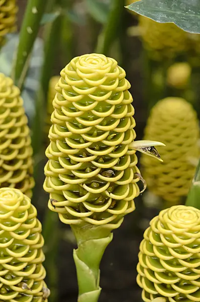 535019 - Beehive ginger (Zingiber spectabilis)