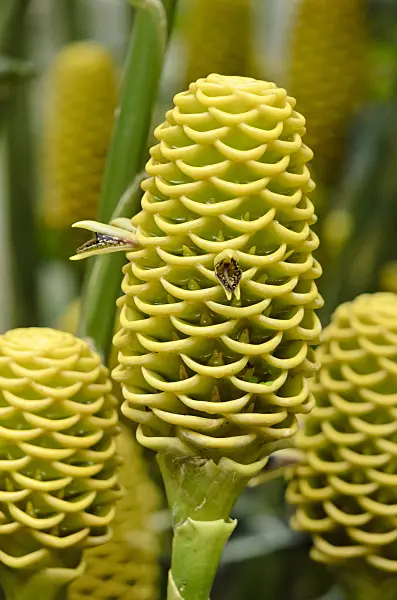 535020 - Beehive ginger (Zingiber spectabilis)