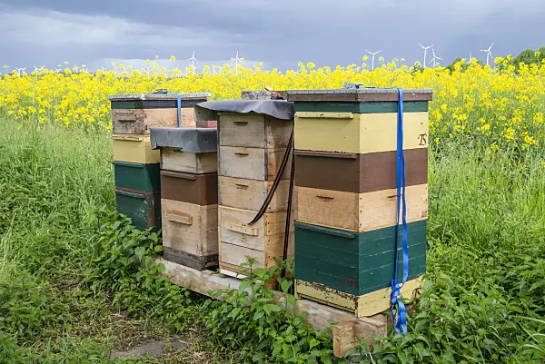 625035 - Beehives at a rapeseed field