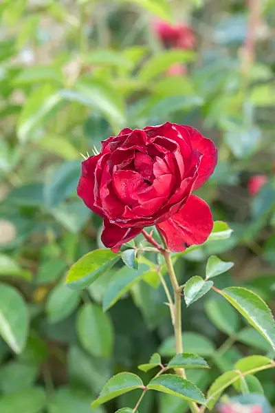 675351 - Beetrose (Rosa Scarlet Bonica)