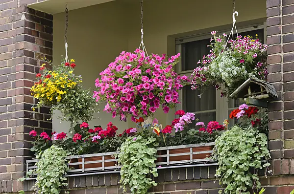 534165 - Beggarticks (Bidens), petunias (Petunia) and pelargoniums (Pelargonium) on a balcony