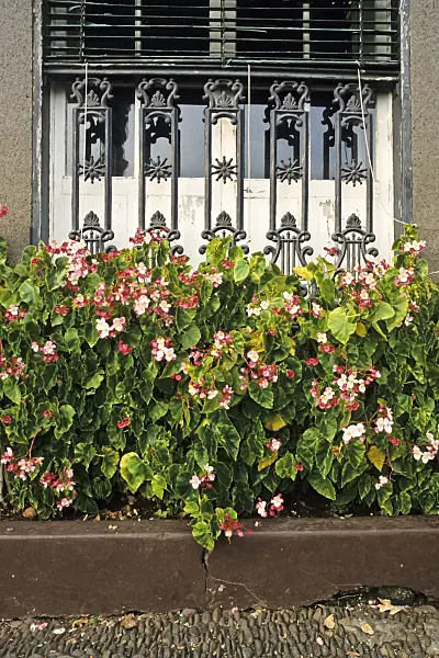 388055 - Begonia (Begonia)