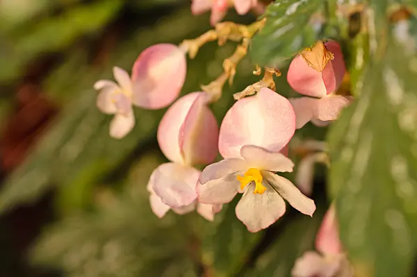 480028 - Begonia (Begonia aconitifolia)