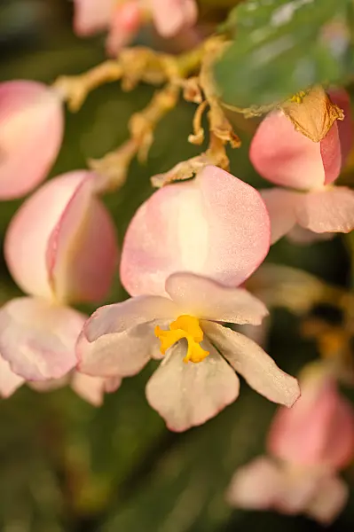 480029 - Begonia (Begonia aconitifolia)